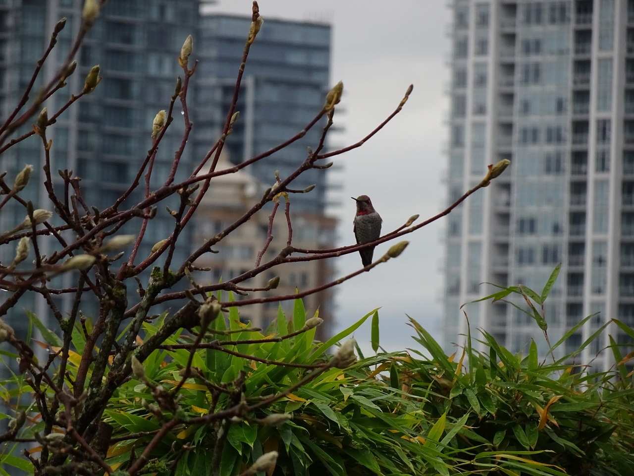 2401-6055 Nelson Avenue, Burnaby 18